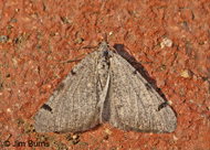 Digrammia triviata