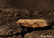 Dorithia trigonana