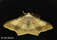 Dot-lined Angle Moth