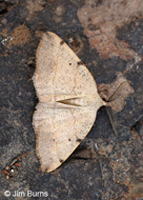 Drepanulatrix bifilata