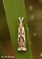 Elegant Grass-veneer Moth