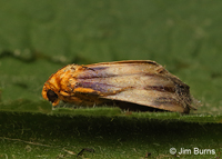 Eulithosia plesioglauca