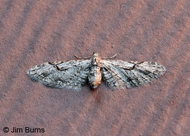 Eupithecia bolterii