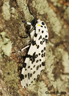 Eyed Tiger Moth