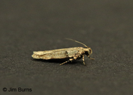 Faculta inaequalis