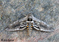 Five-spotted Hawk Moth