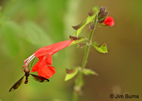 Flower Fly (Ocyptamus fuscipennis), Estero Llano Grande SP, Texas