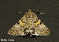 Forsebia cinis
