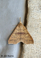 Fraternal Renia Moth