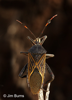 Giant Mesquite Bug female, Buenos Aires National Wildlife Refuge, Arizona