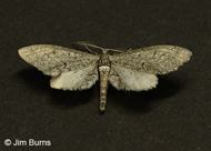 Glaucina escaris