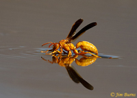 Golden Paper Wasp