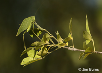 Greater Angle-wing Katydid, Pena Blanca Lake, Arizona