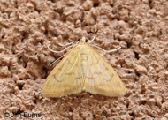 Hahncappsia mancalis 