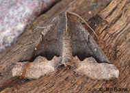 Hubner's Pero Moth