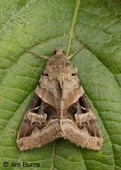 Indomitable Melipotis Moth