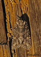 Lacinipolia martini