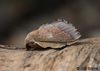Lappet Moth