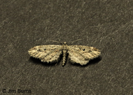 Large Pug Moth