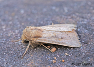 Leucania oaxacana