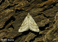 Lithostege fuscata