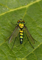 Long-legged Fly (Condylostylus patibulatu), Maricopa Co., Arizona