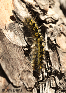 Lophocampa ingens