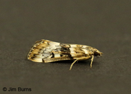 Loxostege lepidalis