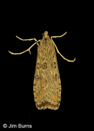 Lucerne Moth