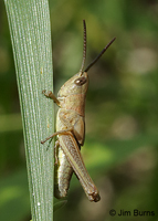 Marsh Meadow Grasshopper