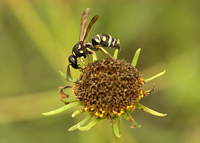 Mason Wasp