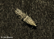 Mediterranean Flour Moth