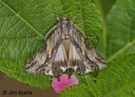 Merry Melipotis Moth