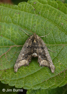 Meske's Pero Moth