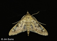Mimorista subcostalis