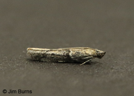 Myelopsis minutularia