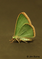 Nemoria arizonaria