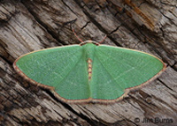 Nemoria caerulescens