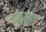 Nemoria festaria