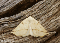 Neoterpes ephelidaria
