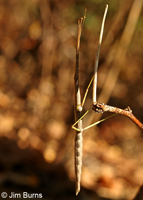 Northern Walking Stick