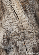 Oblique Looper Moth