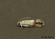 Ofatulena luminosa