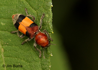 Orange-banded Clerid