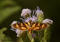 Orange-spotted Flower Moth