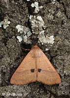 Panopoda rigida