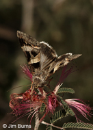 Perpendicular Melipotis Moth