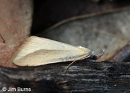 Phytometra obliqualis