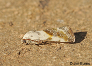 Ponometia libedis