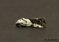 Ponometia sutrix